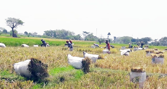 Panen Padi, BKP Kementan Tagih Komitmen Bulog Serap Gabah Petani